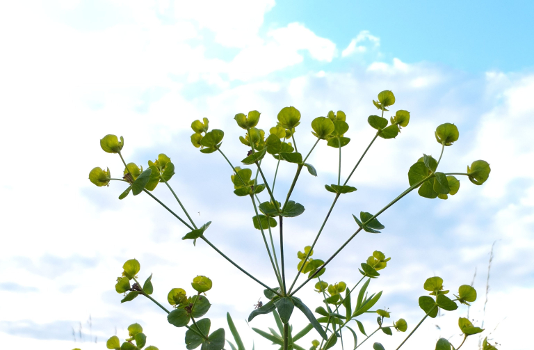 Pryšec zapeklitý (Euphorbia saratoi) – detail